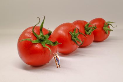 tomato